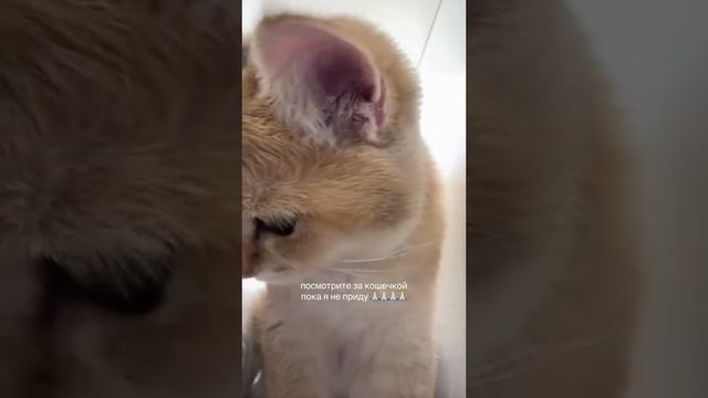 ПРИСМОТРИТЕ ЗА КОШЕЧКОЙ смотреть онлайн