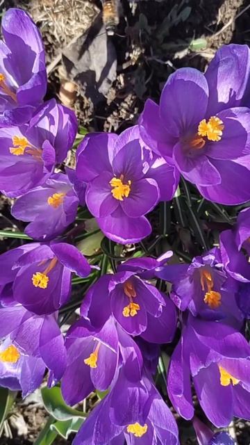 Крокусы водят хоровод смотреть онлайн