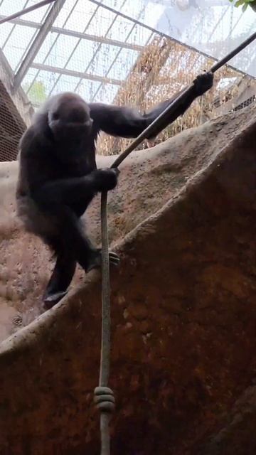 Adorable Gorilla Kids🌴🦍#youtubeshorts #short #trending . смотреть онлайн