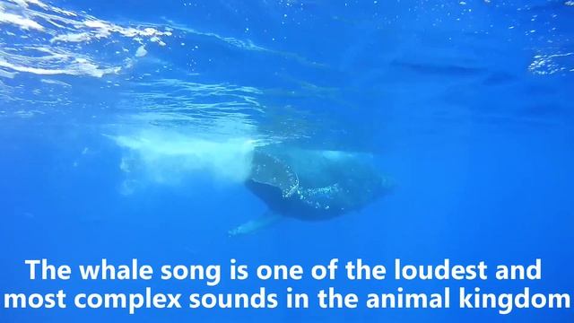 Humpback Whale Songs And Sounds - Facts And Footage