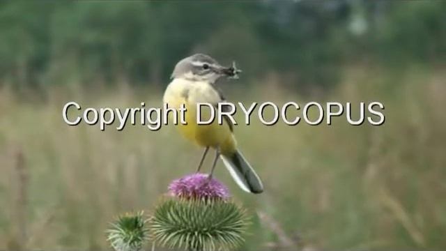 Lavandera Boyera (Motacilla flava) смотреть онлайн