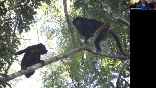 On the Trail of Endemic Birds & Parasites in Amazonia’s Endangered Belém Region - Jason Weckstein смотреть онлайн