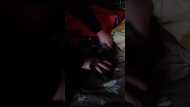 Издевательство над бедной кошкой. смотреть онлайн