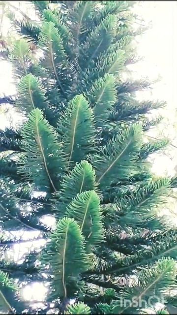 🌲Amazing Giant Cypress Tree🌲 #shorts смотреть онлайн