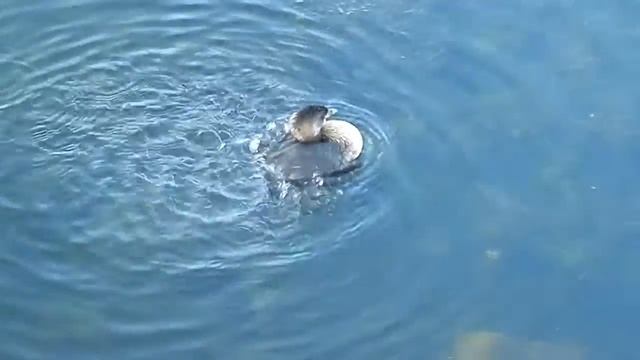 Pied-billed Grebe Baby duck in retention at work 1-8 смотреть онлайн