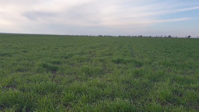 Канадский озимый ячмень Хамбер, Джером,Элдон, состояние на 22.04.2019 смотреть онлайн