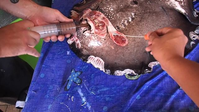 Treating aquarium heater burns on freshwater stingray with Dr Loh Fish Vet смотреть онлайн