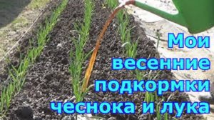 ВАЖНАЯ ВЕСЕННЯЯ ПОДКОРМКА ДЛЯ ЧЕСНОКА И ЛУКА