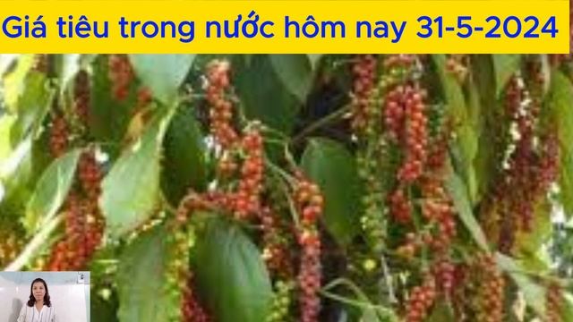 Giá tiêu hôm nay 31/5: Liên tục tăng-Giá cả thị trường \Tiên Lisa смотреть онлайн
