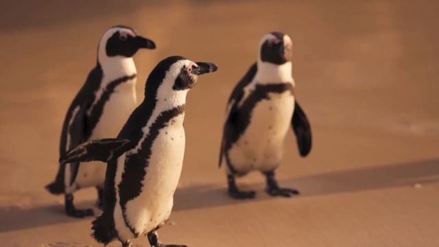 Animal song rhyme #challenge #kids #animals #animalsong смотреть онлайн