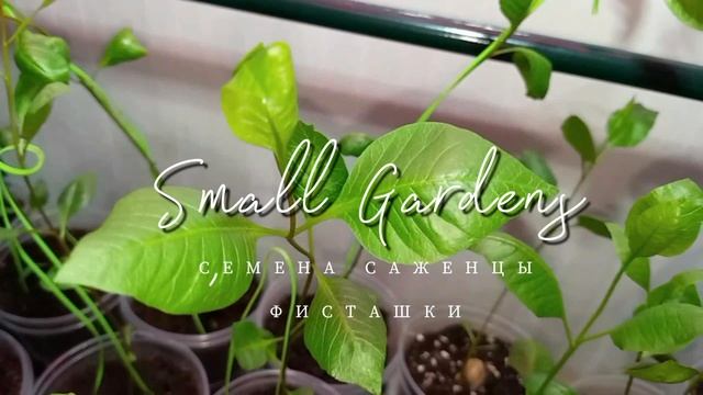 Саженцы фисташки Акбари 25 день из семян в домашних условиях. Small Gardens смотреть онлайн