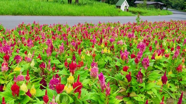 TOKYO.Blooming Flowers Through The Extreme Heat Of Summer At Showa Kinen Park. #4K #酷暑 #猛暑