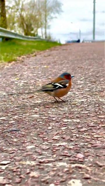 Зяблик 🦅 смотреть онлайн