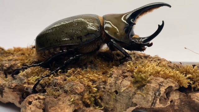 Dynastes Hyllus Hyllus смотреть онлайн