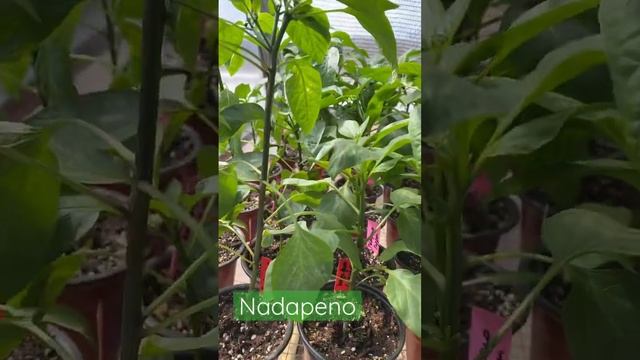 Meet Nadapeno a Heatless Pepper for your garden #9farms #growinginthegreenhouse смотреть онлайн