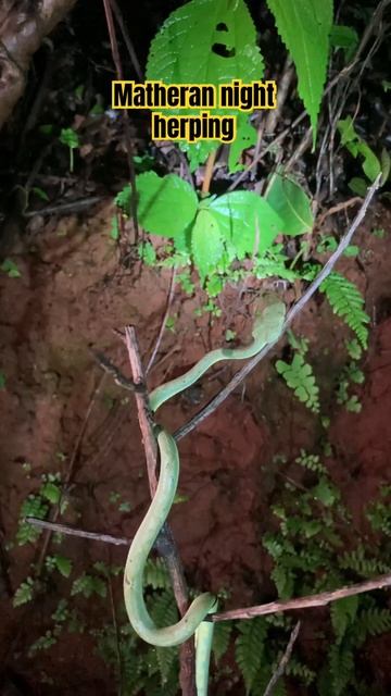 Bamboo pit viper | Matheran Night Hepring | monsoon trail | #indiawildlife #travel #matheran #natur смотреть онлайн