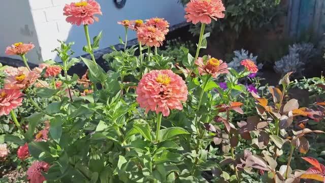 Мой огород в августе.15 августа 2024 г. смотреть онлайн