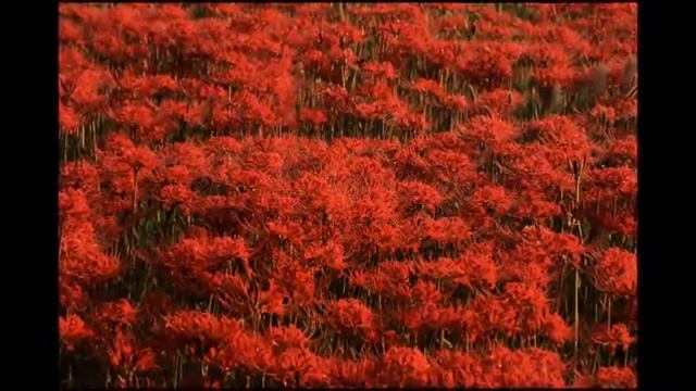 Lycoris Radiata And Buckwheat