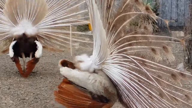 PEACOCK FARM / ФЕРМА ЗА ПАУНИ смотреть онлайн