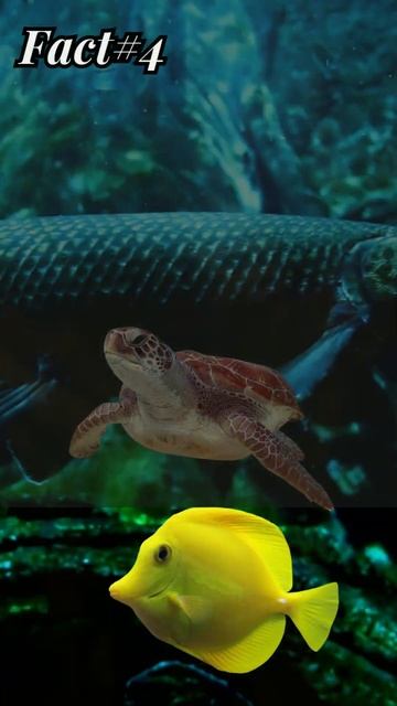 12 Fascinating Alligator Gar Facts: The Ultimate Predators Of The Water! Part   2 #shorts