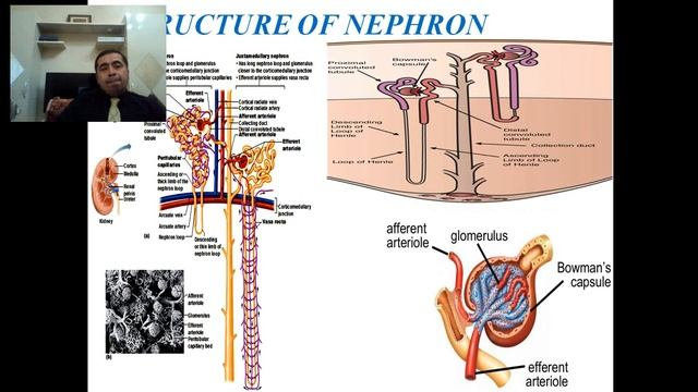 The functional anatomy of urinary organs смотреть онлайн