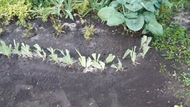 Моя любимая дача (12 июля 2020) смотреть онлайн