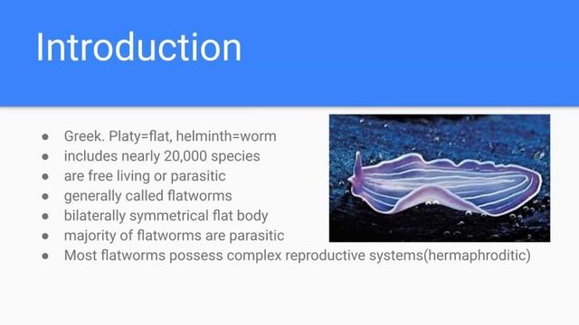 Phylum Platyhelminthes | Introduction | смотреть онлайн