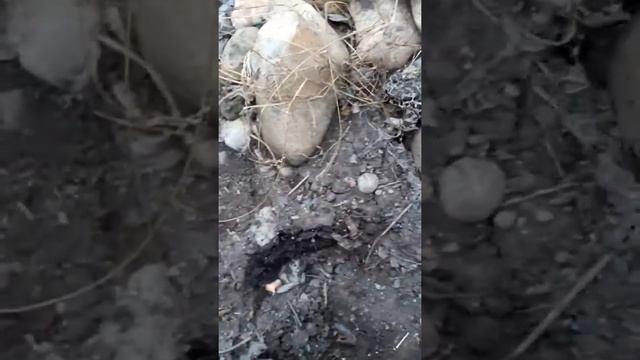 Осень жабы смотреть онлайн
