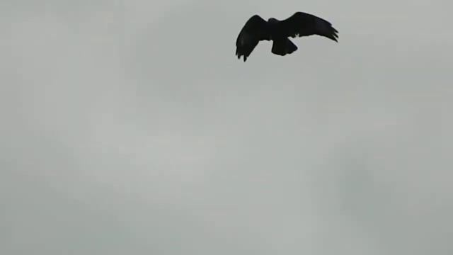 Large Buzzard in flight above Mostyn Wales смотреть онлайн