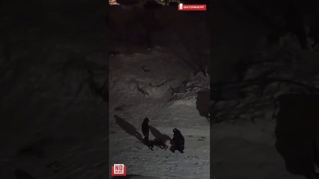 Нападение бойцовской собаки сняли очевидцы