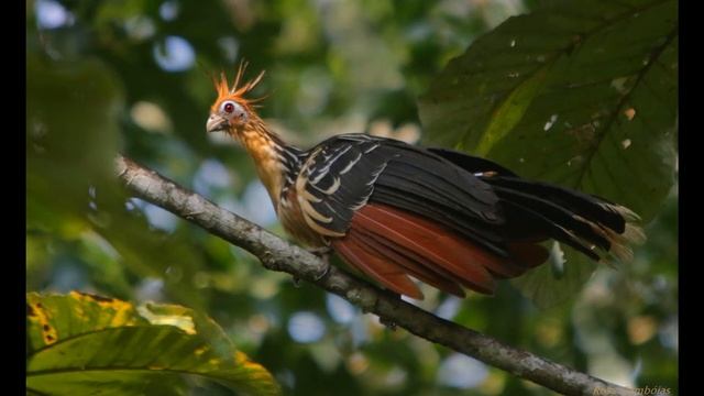 Hoatzin birds. смотреть онлайн