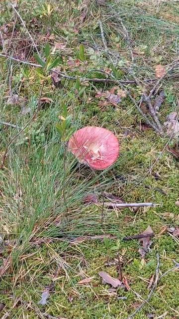 Какой богатый лес в России! Много грибов, ягод и просто красиво!