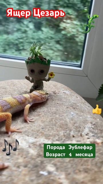 Ящер Цезарь #ящерица #видео #шортс #динозавр #животные #музыка #musik смотреть онлайн
