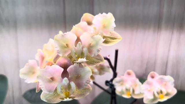 Новые роспуски и красивые  сорта Орхидей на стеллаже в кухне