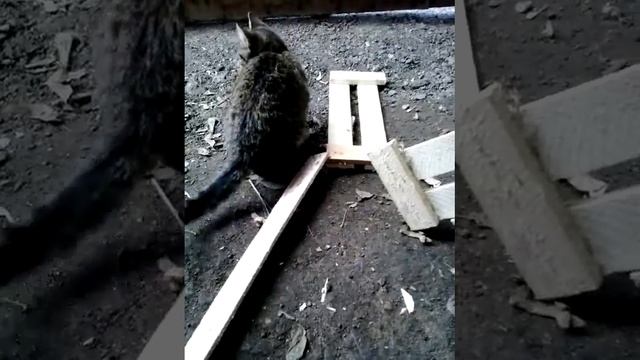 Моя новая кошка ♡♡♡♡ смотреть онлайн