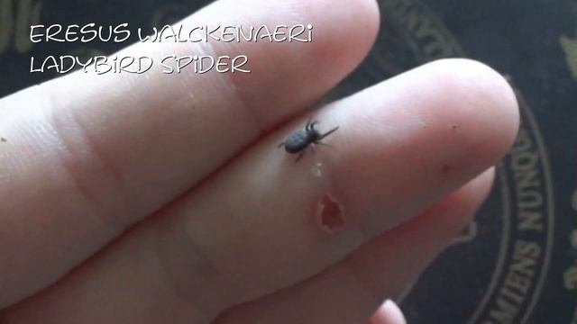 Y Diversipes and Ladybird spider смотреть онлайн