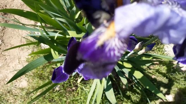 Распустились ирисы!🌺🌺🌺 Во время карантина любая приятная мелочь приносит радость и позитив!!! смотреть онлайн