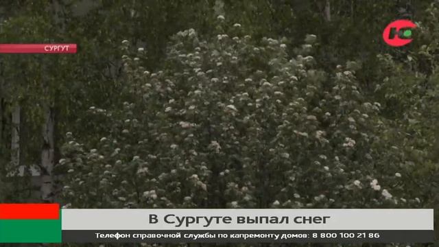 Вот и лето пришло: в Сургуте выпал снег