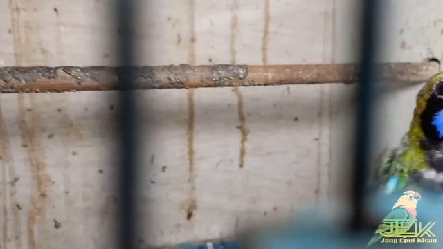 BARU BONGKARAN MENYAMBUT PENCOBLOSAN!!UPDATE HARGA BURUNG DIKIOS ARIS PASAR BURUNG PRAMUKA HARI INI смотреть онлайн