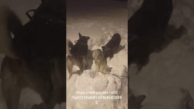 Весёлая игривая компания наших домашних любимцев)) смотреть онлайн