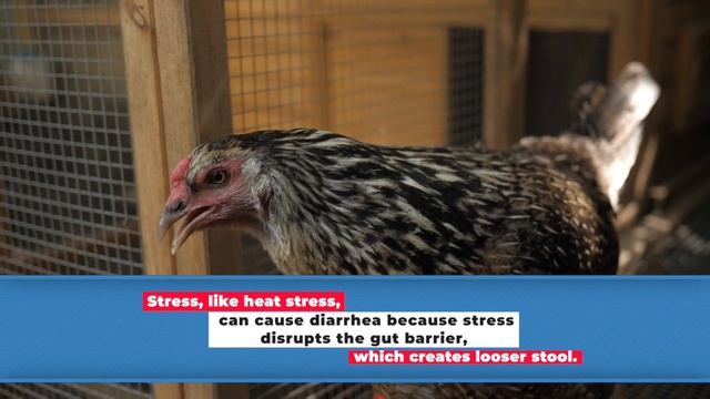 Pasty Butt in Adult Chickens: How to Prevent it and What to do if it Happens смотреть онлайн