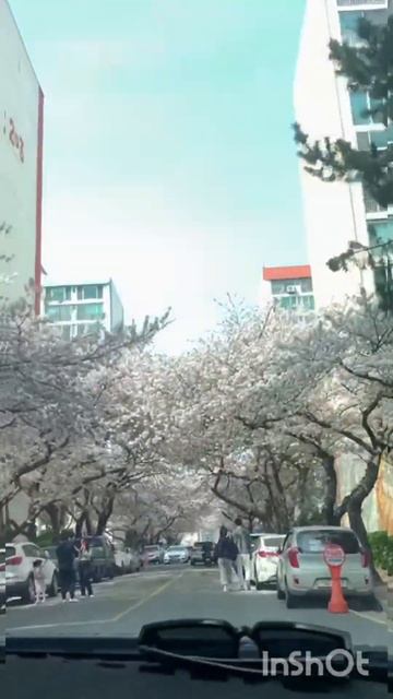 Цветение сакуры в Южной Корее.