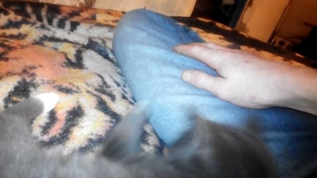 Кот хочет чтоб его погладили смотреть онлайн