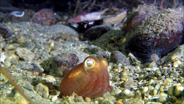 Testing the Backscatter MacroMate Mini - Underwater Macro lens for GoPro смотреть онлайн