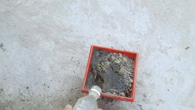 How to grow rose from cutting in a potato смотреть онлайн