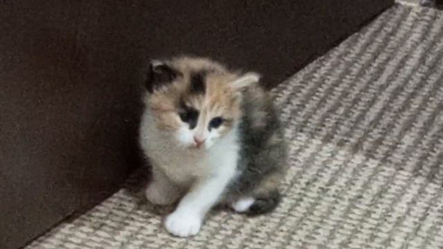 котенок смотрит в душу