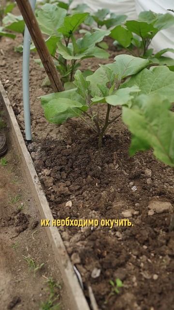 Золотые правила богатого урожая баклажанов смотреть онлайн