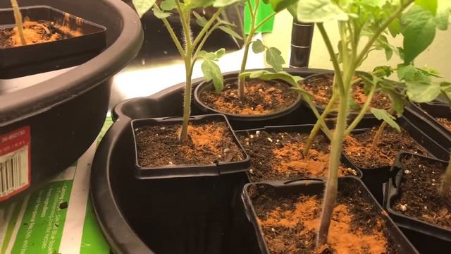 Episode 24: A Look at the Seedlings In my Grow Room my Grow Room смотреть онлайн