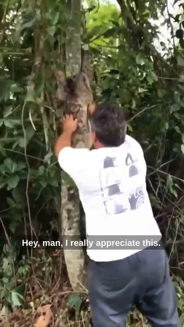 Sloth Waves Goodbye! Ozzy Man Quickies