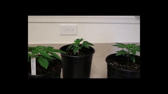 Master Kush and Pineapple Chunk ep. 2 смотреть онлайн